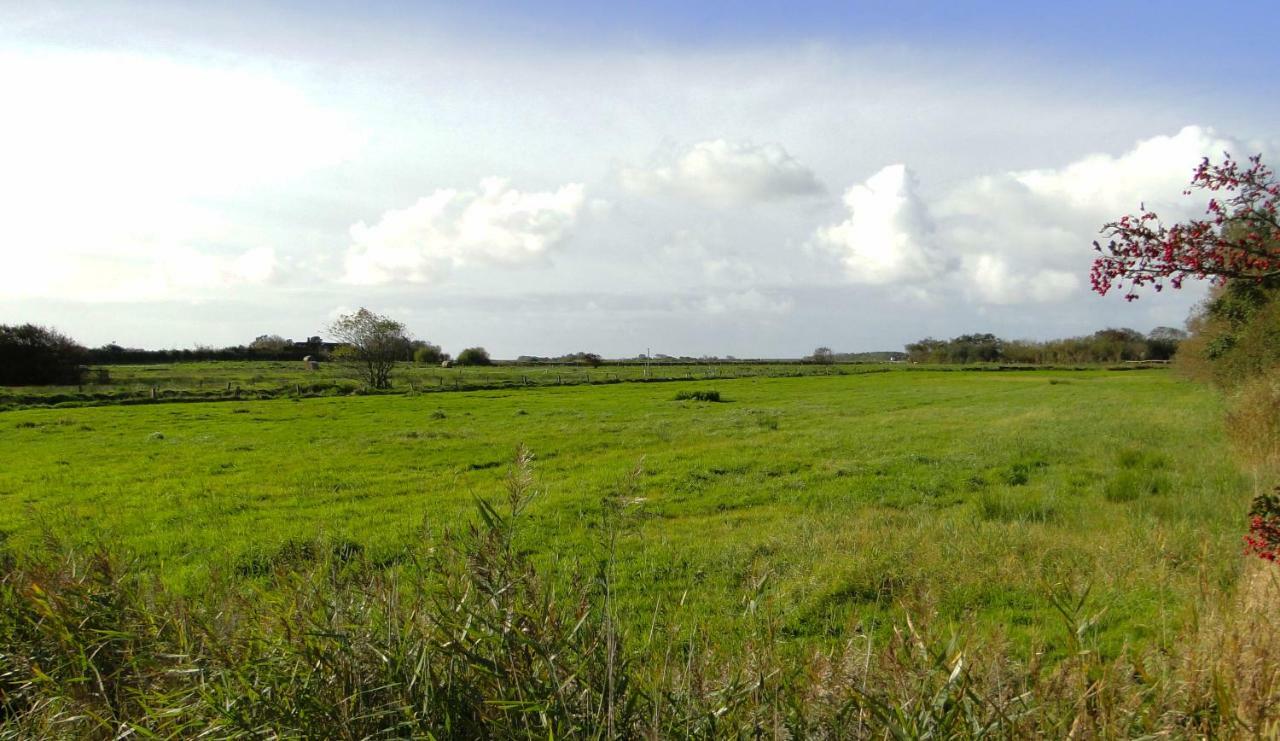 Sylter Rabe * Morsum (Sylt)